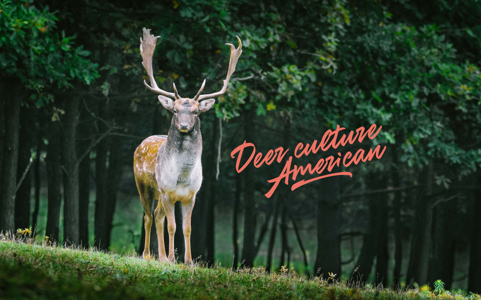 Deer Culture American